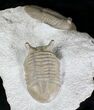Large Asaphus Platyurus + Asaphus Intermedius Trilobites #20020-5
